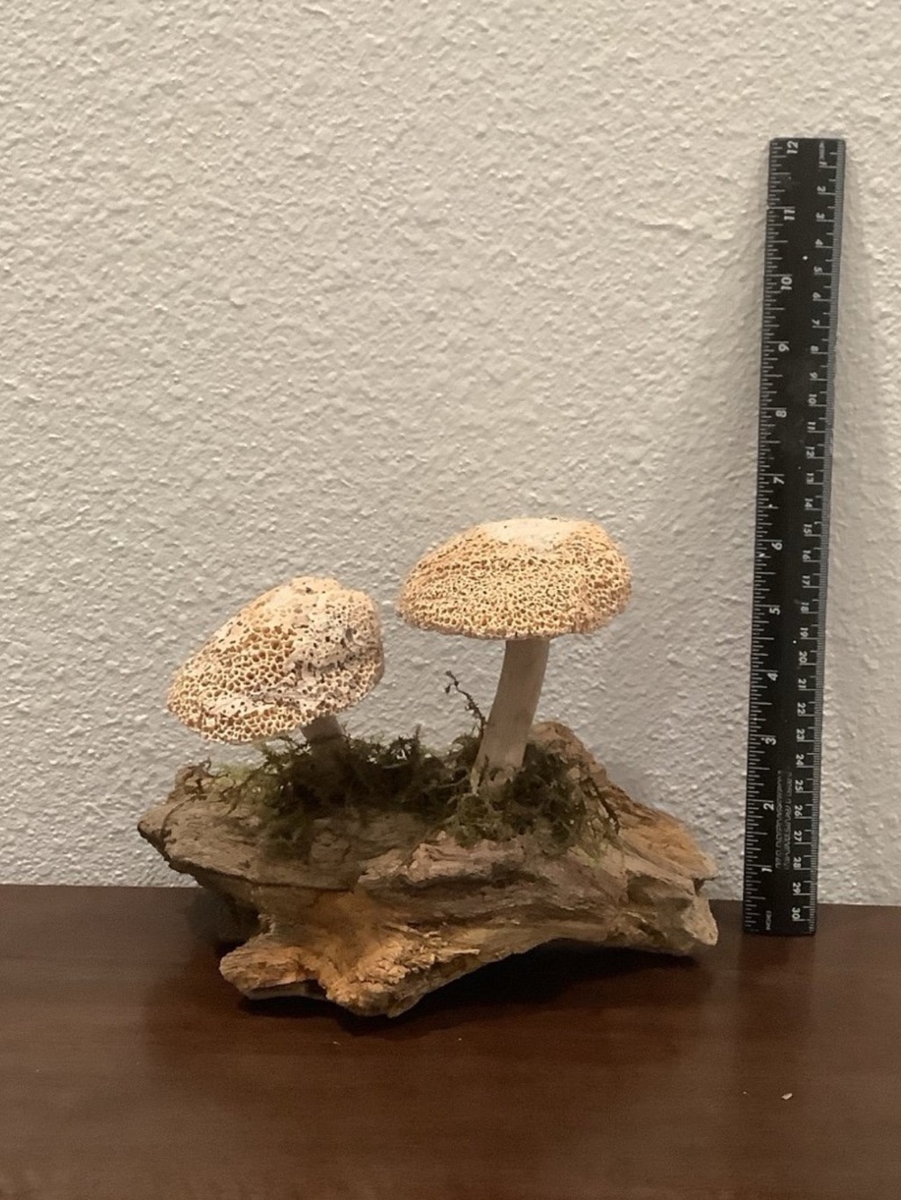 Driftwood Art, Driftwood & Seashell Mushrooms, Seashell Mushroom Art, Coastal - Picture 6 of 7